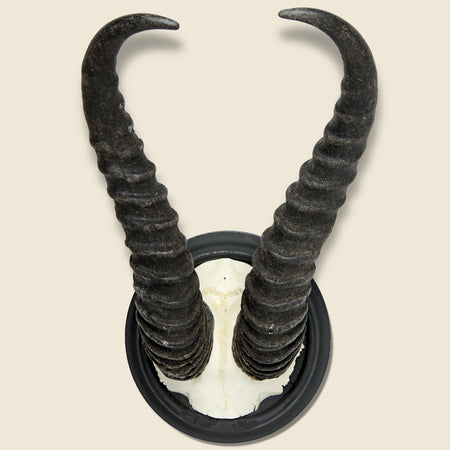 Ibex Horn Mount - Vintage - STAG Provisions - Gift - Taxidermy