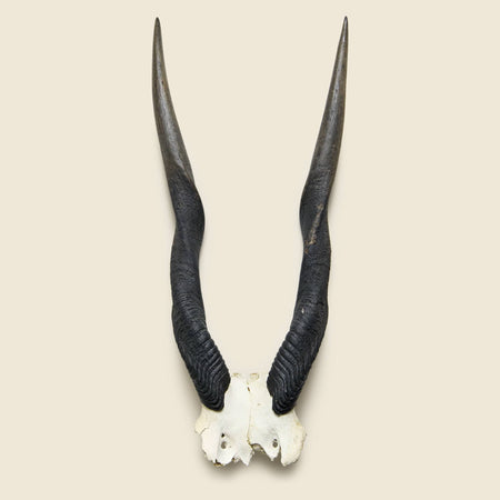 Taxidermy Kudu Mount