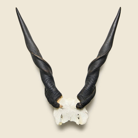 Taxidermy Kudu Mount