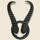 Ibex Horn Mount - Art Gallery - STAG Provisions - One & Done - Miscellaneous