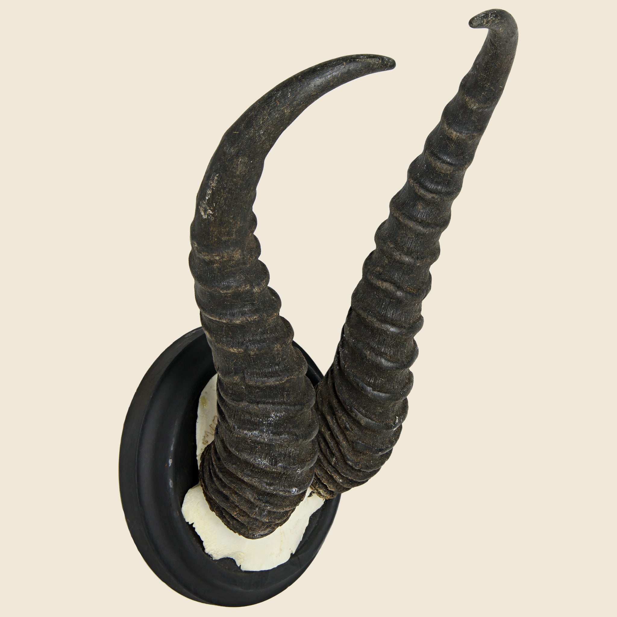 
                          Ibex Horn Mount - Art Gallery - STAG Provisions - One &amp; Done - Miscellaneous
                        