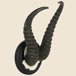 Ibex Horn Mount - Art Gallery - STAG Provisions - One & Done - Miscellaneous