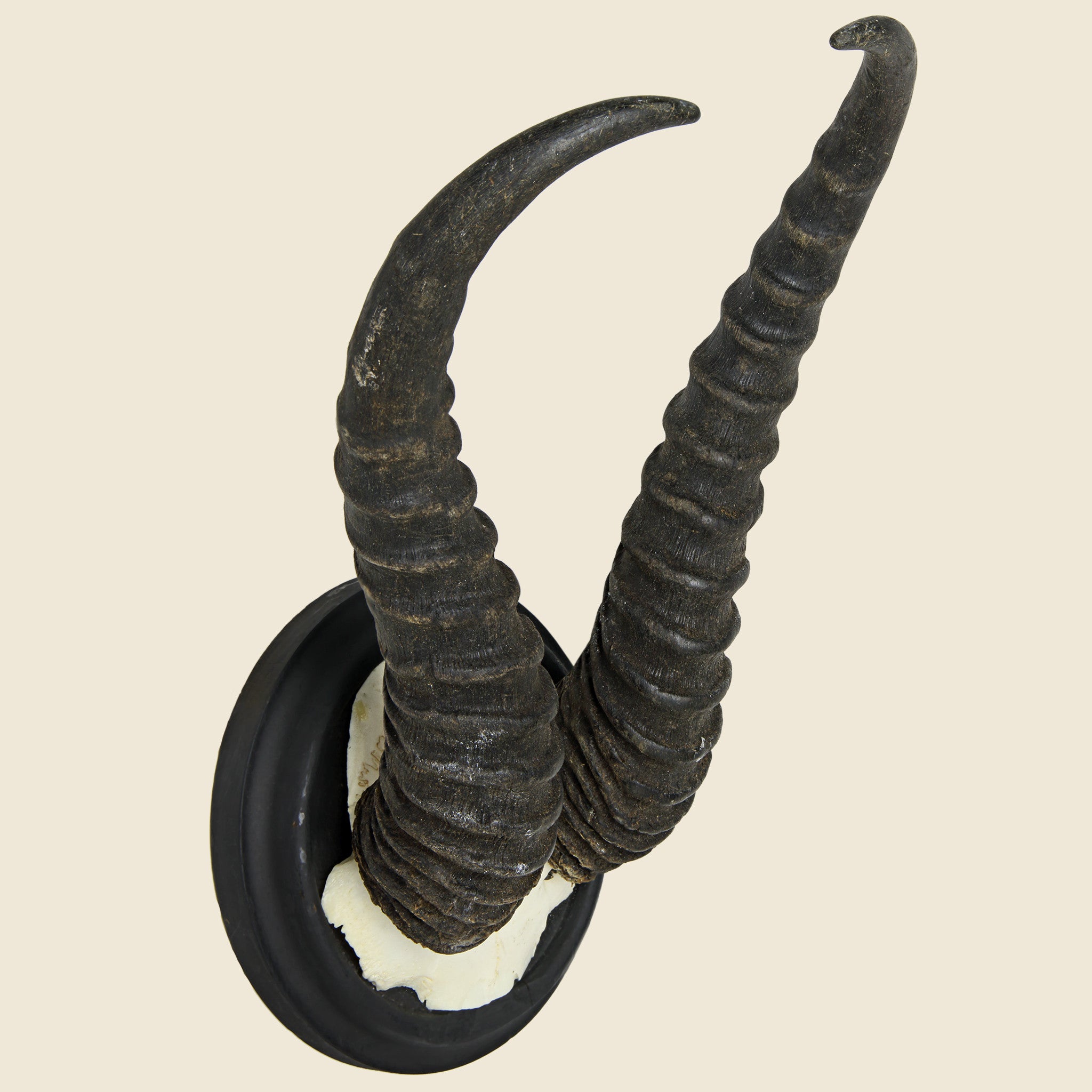 Ibex Horn Mount - Art Gallery - STAG Provisions - One & Done - Miscellaneous