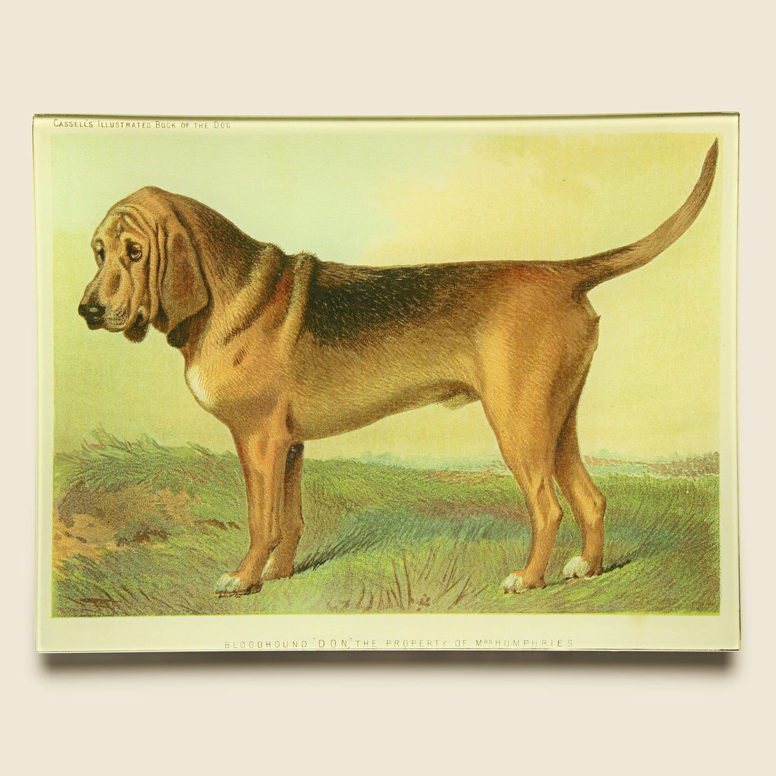 John Derian Bloodhound Tray