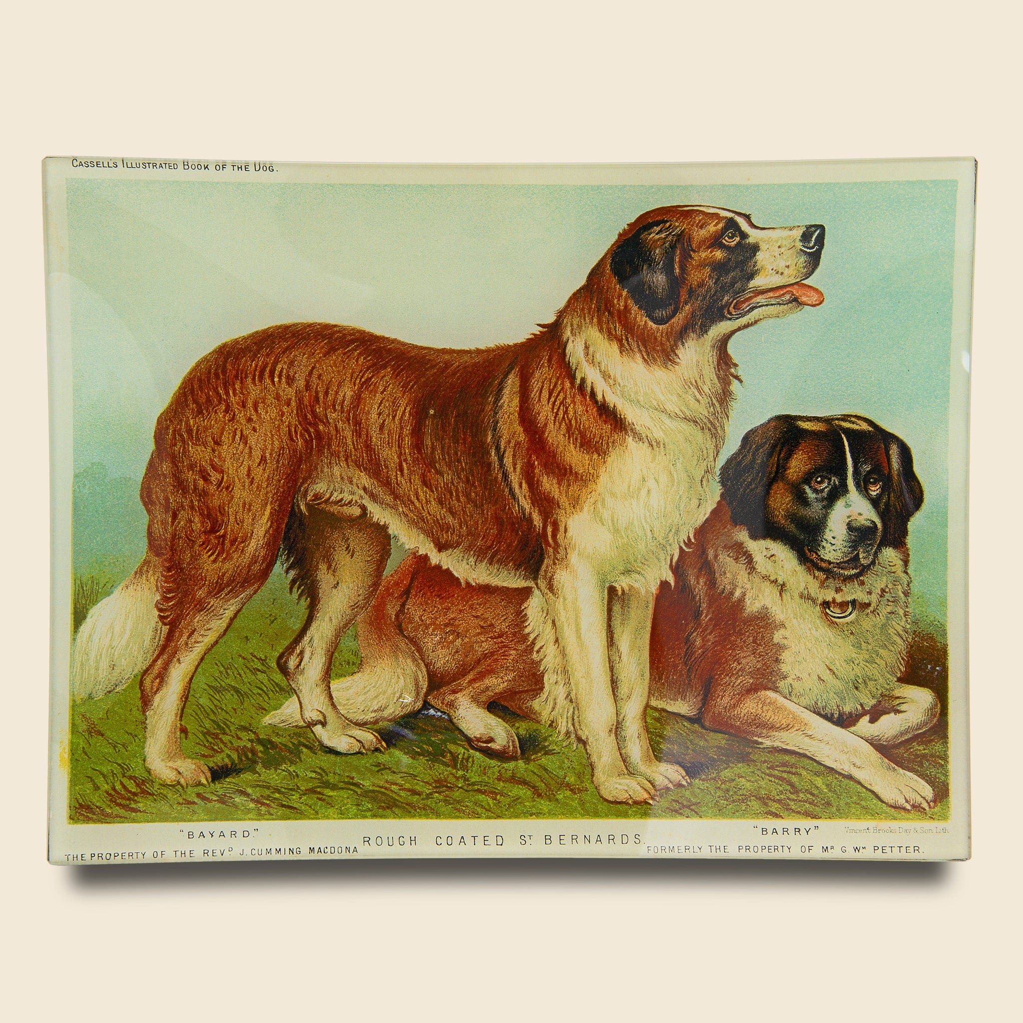 St Benards Tray - John Derian - STAG Provisions - Home - Art & Accessories - Tray