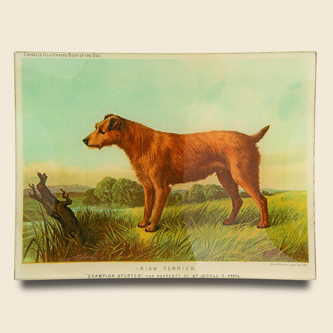 John Derian Rectangle Tray - Irish Terrier