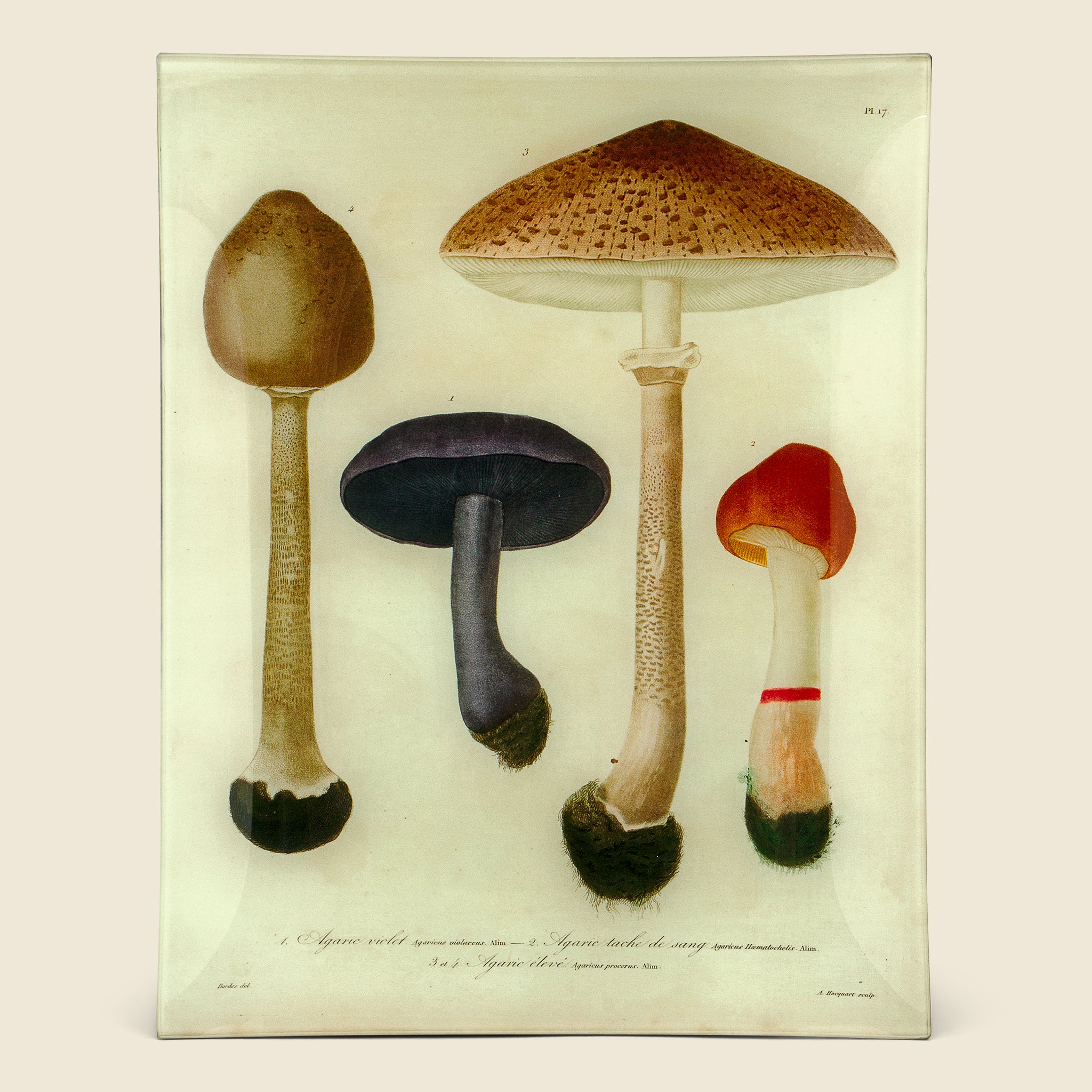 Mushroom Tray - John Derian - STAG Provisions - Home - Art & Accessories - Tray