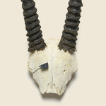 Taxidermy Gemsbock Mount - Vintage - STAG Provisions - One & Done - Miscellaneous