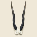 Taxidermy Kudu Mount - Vintage - STAG Provisions - One & Done - Miscellaneous