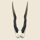 Taxidermy Kudu Mount - Vintage - STAG Provisions - One & Done - Miscellaneous