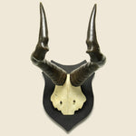 Mounted Horns - Kudu - Vintage - STAG Provisions - One & Done - Miscellaneous