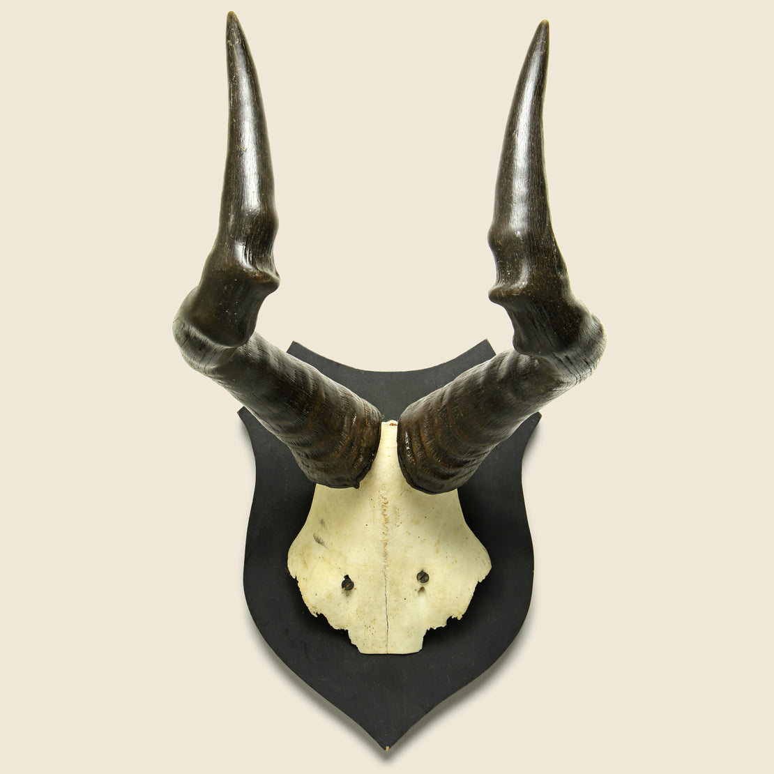 Vintage Mounted Horns - Kudu