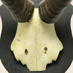 Mounted Horns - Kudu - Vintage - STAG Provisions - One & Done - Miscellaneous