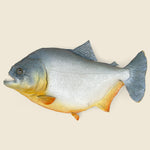 Large Taxidermy Piranha - Vintage - STAG Provisions - One & Done - Miscellaneous