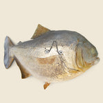 Large Taxidermy Piranha - Vintage - STAG Provisions - One & Done - Miscellaneous