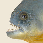 Large Taxidermy Piranha - Vintage - STAG Provisions - One & Done - Miscellaneous