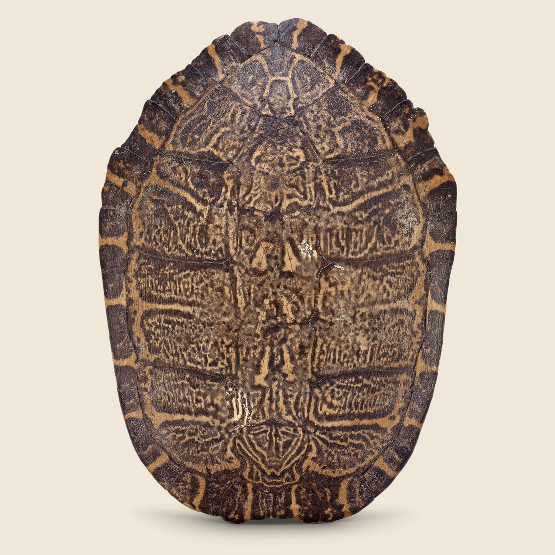 Vintage XL Turtle Shell