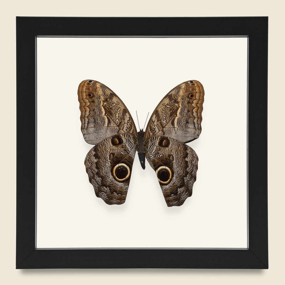 Vintage Framed Owl Butterfly