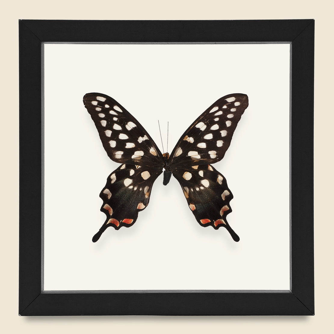 Vintage Framed Giant Swallowtail Butterfly