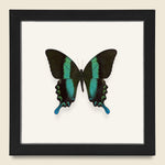 Framed Peacock Swallowtail Butterfly - Vintage - STAG Provisions - One & Done - Miscellaneous