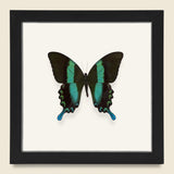 Framed Peacock Swallowtail Butterfly - Vintage - STAG Provisions - One & Done - Miscellaneous