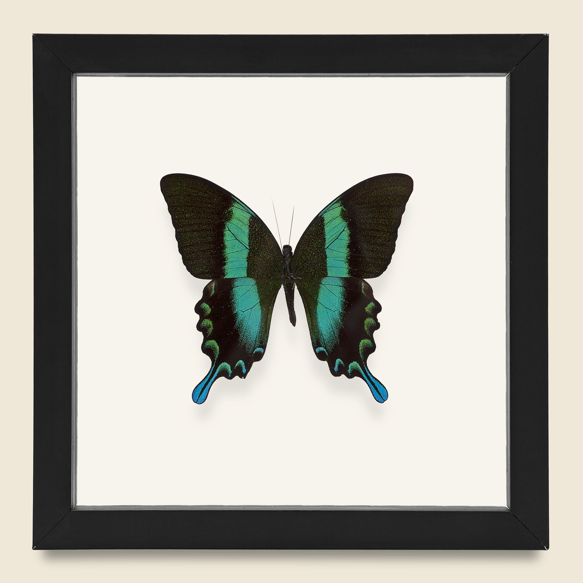 Framed Peacock Swallowtail Butterfly - Vintage - STAG Provisions - One & Done - Miscellaneous