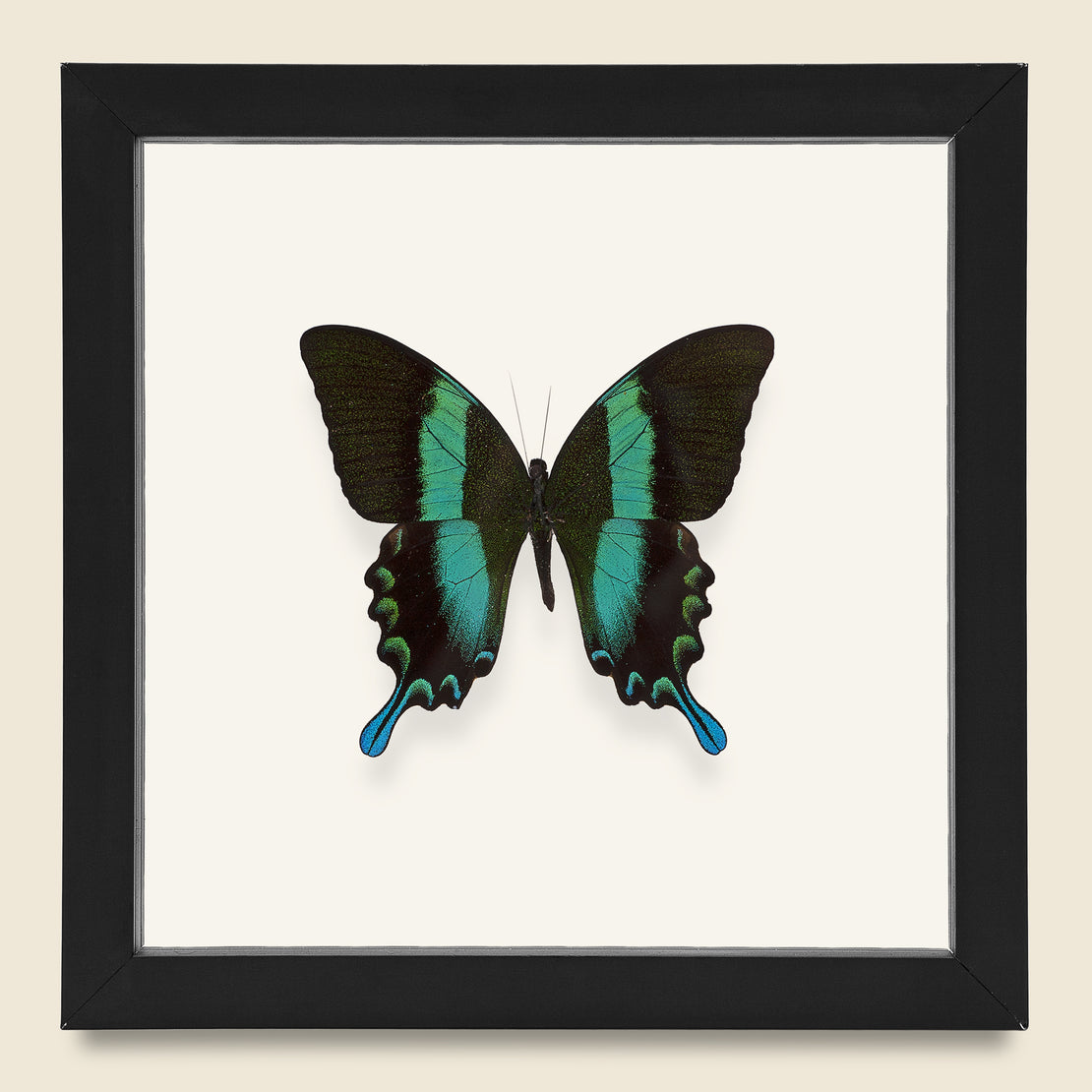 Vintage Framed Peacock Swallowtail Butterfly