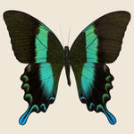 Framed Peacock Swallowtail Butterfly - Vintage - STAG Provisions - One & Done - Miscellaneous