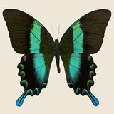 Framed Peacock Swallowtail Butterfly - Vintage - STAG Provisions - One & Done - Miscellaneous