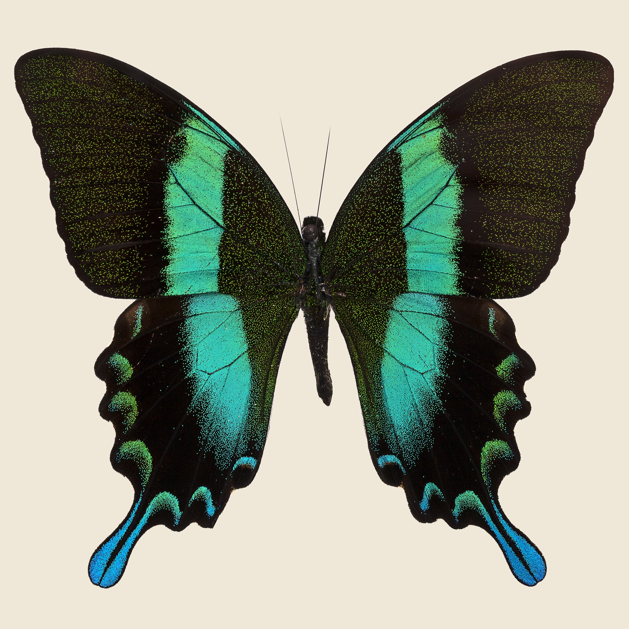 Framed Peacock Swallowtail Butterfly - Vintage - STAG Provisions - One & Done - Miscellaneous