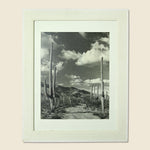 Large 1920s Cactus Photo - Art Gallery - STAG Provisions - One & Done - Art